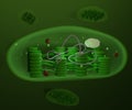 Chloroplast organelles, structure within the cells of plants or algal