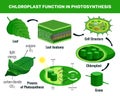 Chloroplast Photosynthesis Infographic Elements Royalty Free Stock Photo