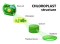 Chloroplast structure Royalty Free Stock Photo