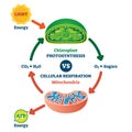 Chloroplast vs mitochondria process educational scheme vector illustration. Royalty Free Stock Photo