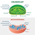 Chloroplast vs mitochondria vector illustration. Labeled structure scheme. Royalty Free Stock Photo