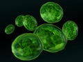 Chloroplasts isolated on black Royalty Free Stock Photo