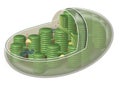 Chloroplast, plant cell organelle. illustration