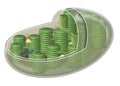 Chloroplast, plant cell organelle illustration