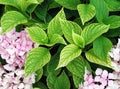 Chlorosis or iron deficiency on hydrangea leaves