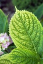Chlorosis on the plants Royalty Free Stock Photo