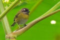 Chlorospingus flavopectus - Common Bush-tanager, common chlorospingus, is a small passerine bird, resident breeder in the