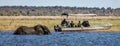 Chobe, Botswana / July 22, 2018: Elephants cross the river, as a