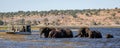 Chobe, Botswana / July 22, 2018: Elephants cross the river, as a