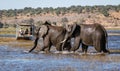 Chobe, Botswana / July 22, 2018: Elephants cross the river, as a