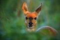 Chobe Bushbuck, Tragelaphus scriptttus ornatus, detail portrait of antelope in the green leaves, animal in the nature habitat, Vic