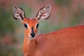 Chobe Bushbuck, Tragelaphus scriptttus ornatus, detail portrait of antelope in the green leaves, animal in the nature habitat,