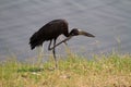 Chobe openbill Royalty Free Stock Photo