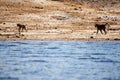 Chobe River, Botswana, Africa