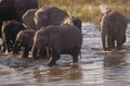Chobe River Elephants Royalty Free Stock Photo