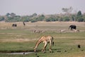 Chobe Riverfront landscape