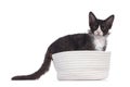 Choc with white LaPerm cat on white background Royalty Free Stock Photo