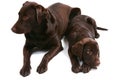 Choccy Lab Bros - Facing Apart Royalty Free Stock Photo