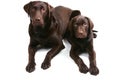 Choccy Lab Bros - Facing Forward Royalty Free Stock Photo