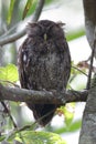 Choco Screech Owl Sleeping on a Perch - Panama Royalty Free Stock Photo