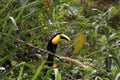 Choco toucan (Ramphastos brevis) sitting on a branch in the middle of the jungle.