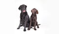 Chocolat and black labrador retriever Royalty Free Stock Photo