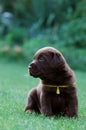 Chocolat labrador retriever Royalty Free Stock Photo