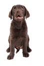 Chocolat labrador retriever puppy Royalty Free Stock Photo