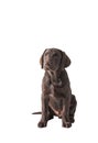Chocolat labrador retriever puppy Royalty Free Stock Photo