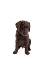 Chocolat labrador retriever puppy Royalty Free Stock Photo