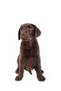 Chocolat labrador retriever puppy Royalty Free Stock Photo