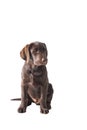 Chocolat labrador retriever puppy Royalty Free Stock Photo