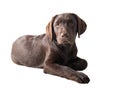 Chocolat labrador retriever puppy Royalty Free Stock Photo