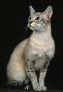 Chocolat Tabby Siamese Domestic Cat sitting against Black Background Royalty Free Stock Photo