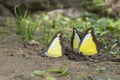 Chocolate Albetross Butterfly at Garo Hills,Meghalaya,India Royalty Free Stock Photo