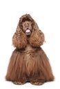 Chocolate American cocker spaniel