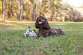 Chocolate American cocker spaniel playing at a pack with green background