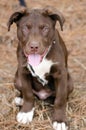 Chocolate American Pitbull Terrier Puppy Dog