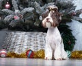 Chocolate Biewer Yorkshire Terrier sits in front of the Christmas tree. And the head has a bow with a ponytail.