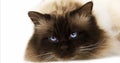 Chocolate Birmanese Domestic Cat against White Background