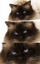 Chocolate Birmanese Domestic Cat against White Background