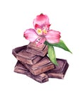 Chocolate block and flower. Watercolor