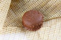 chocolate bonbon with dulce de leche delicious caramel sugar filling isolated caloric