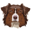 Chocolate border collie. Dog portrait. Vector illustration. Royalty Free Stock Photo
