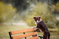 Chocolate border collie stands on a bench Royalty Free Stock Photo
