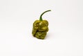 Chocolate Brain Strain Hot Pepper Royalty Free Stock Photo