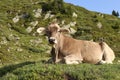 Chocolate brown alp cow on green field near Aletsch Glacier Royalty Free Stock Photo