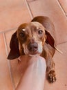 Chocolate brown dachshund dog deeply into the camera Royalty Free Stock Photo