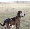 Brown harlequin great dane female dog standing in pasture