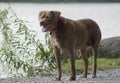 Chocolate brown lab/pitbull dog standing near a lake